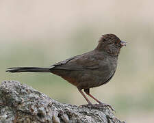 California Towhee