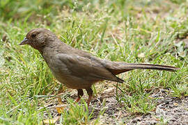 California Towhee