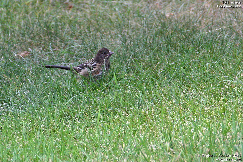 Spotted Towheejuvenile, identification