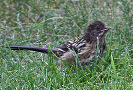 Spotted Towhee