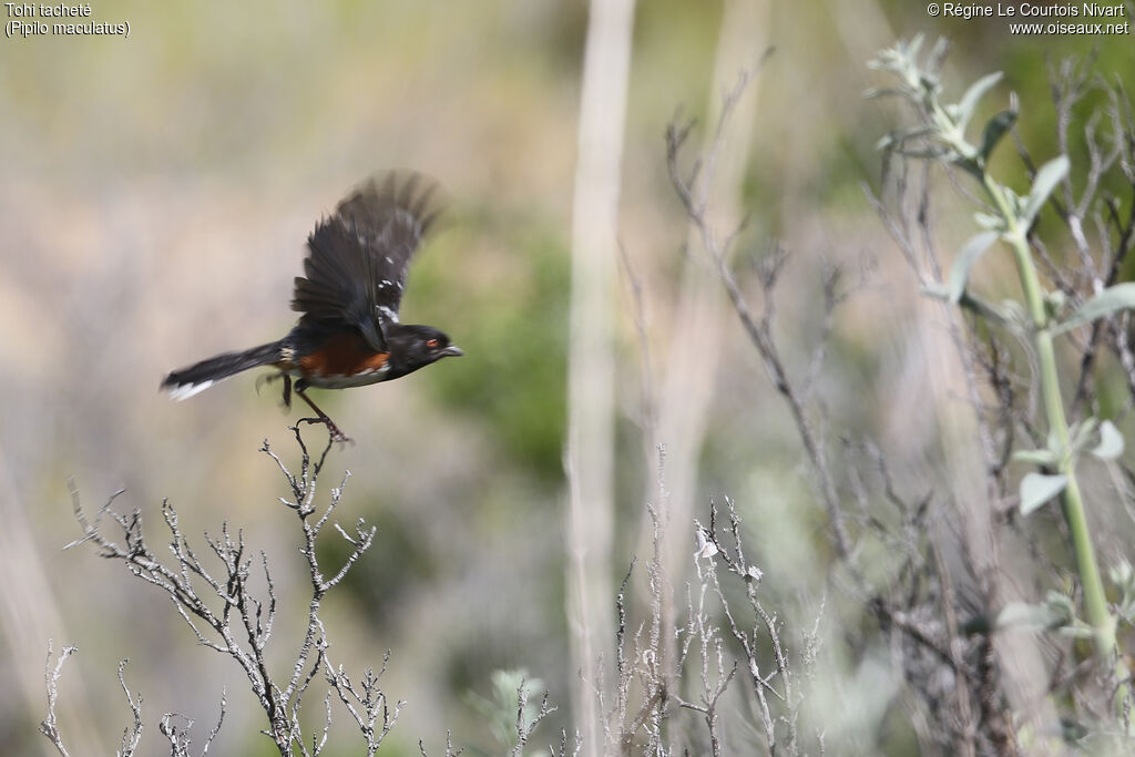 Spotted Towhee