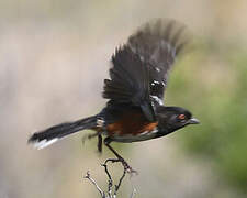 Spotted Towhee