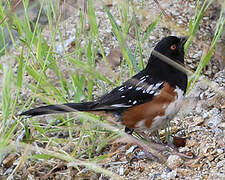 Spotted Towhee