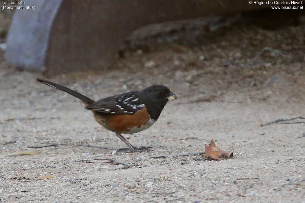 Spotted Towhee