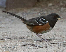 Spotted Towhee