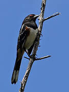 Spotted Towhee