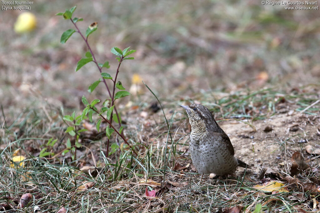 Eurasian Wryneck