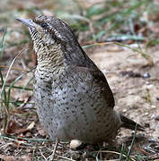 Eurasian Wryneck