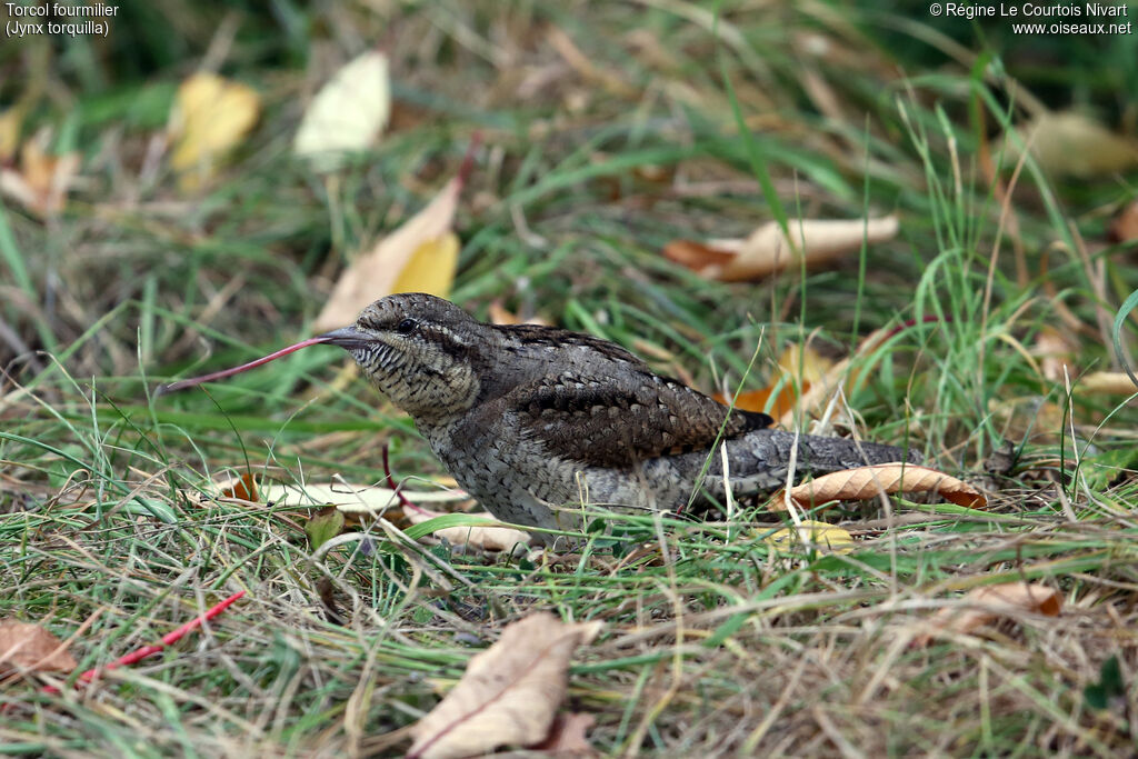 Eurasian Wryneck