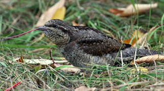 Eurasian Wryneck