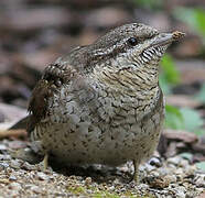 Eurasian Wryneck