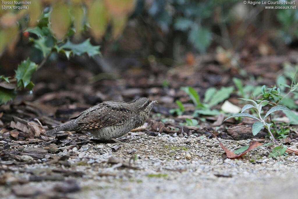 Eurasian Wryneck