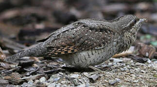 Eurasian Wryneck