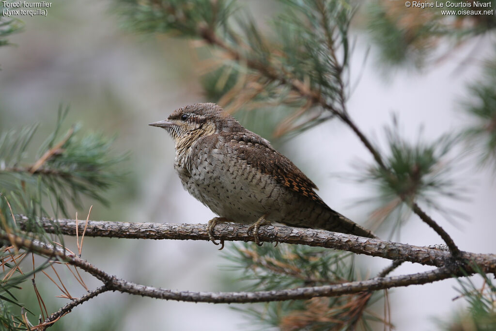 Eurasian Wryneck