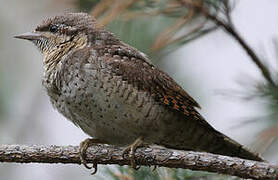 Eurasian Wryneck