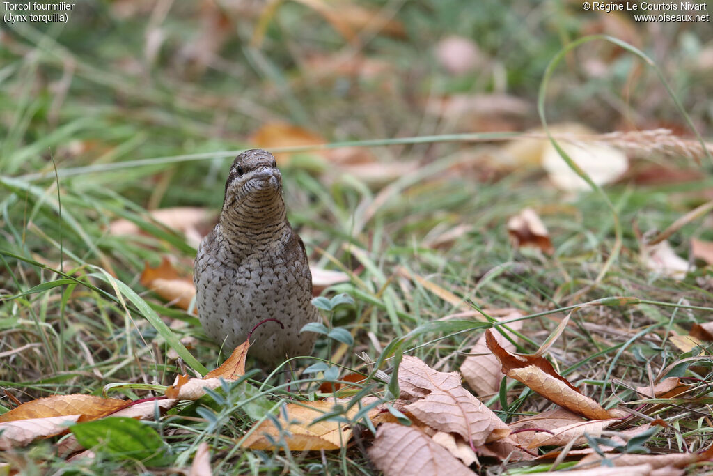 Eurasian Wryneck