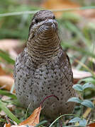 Eurasian Wryneck