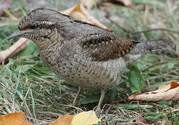 Eurasian Wryneck