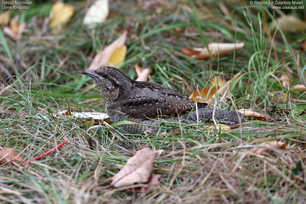 Eurasian Wryneck