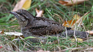 Eurasian Wryneck