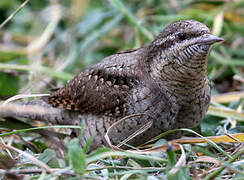 Eurasian Wryneck