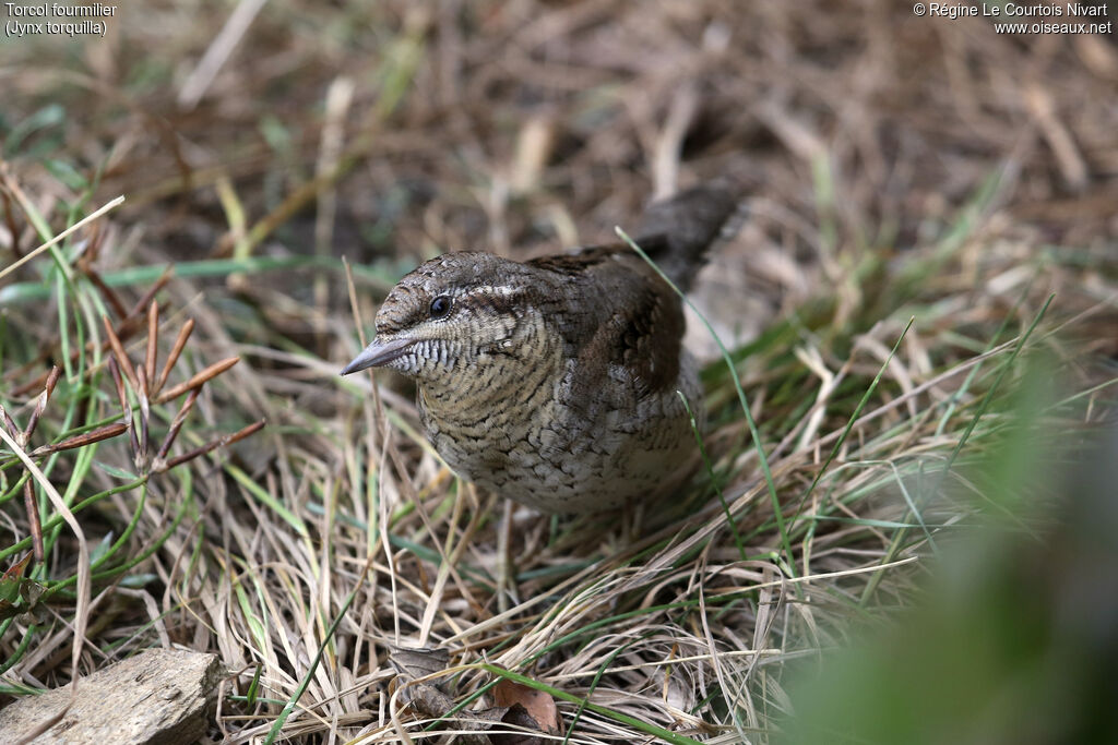 Eurasian Wryneck