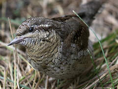 Eurasian Wryneck