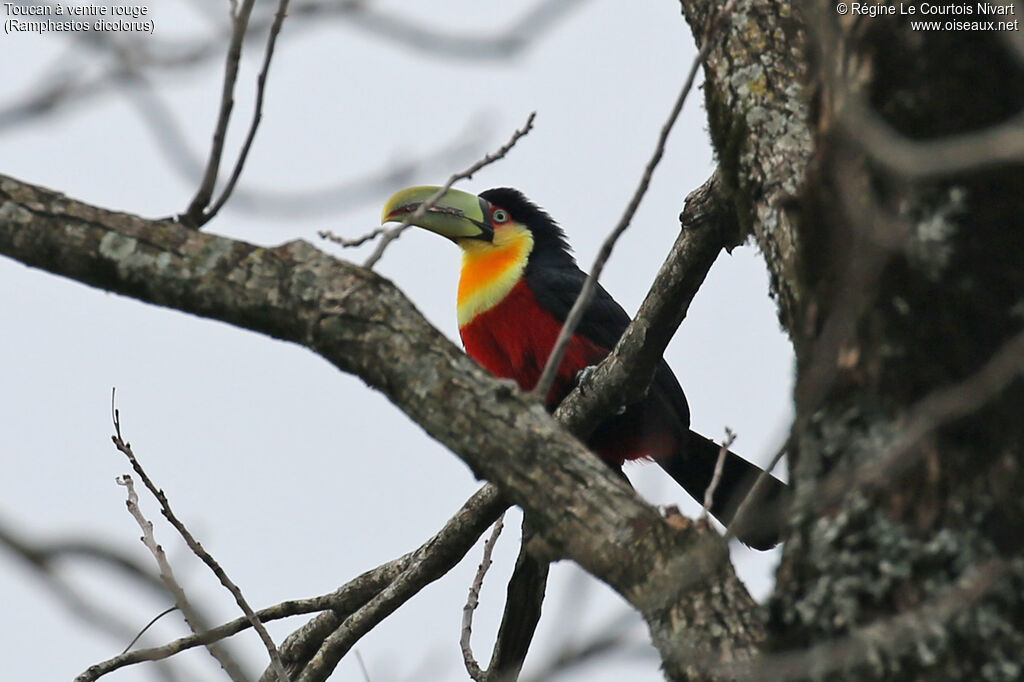 Toucan à ventre rouge