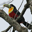 Toucan à ventre rouge