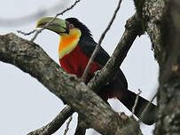 Toucan à ventre rouge