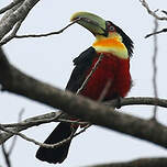 Toucan à ventre rouge