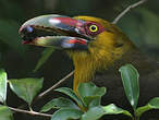 Toucan de Baillon