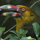 Toucan de Baillon
