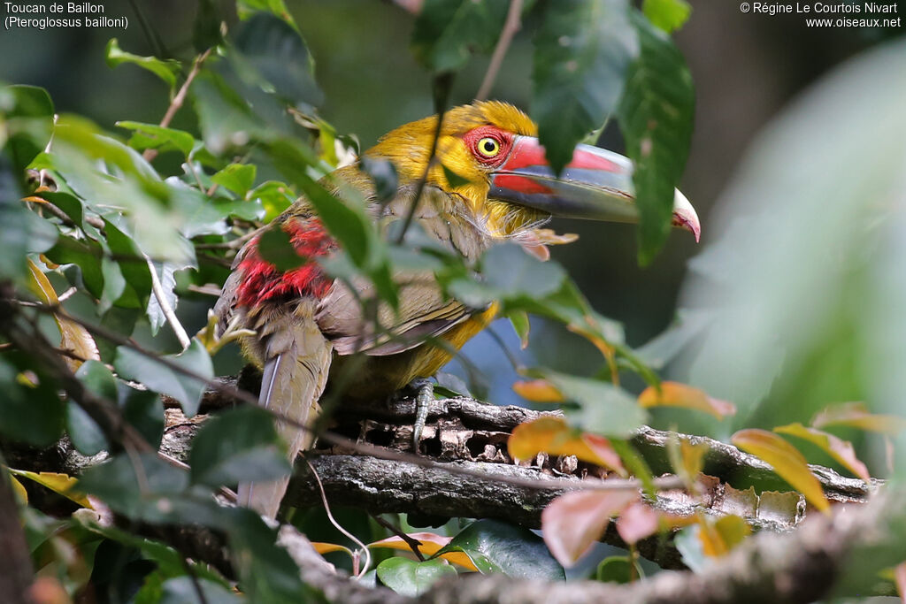 Toucan de Baillon