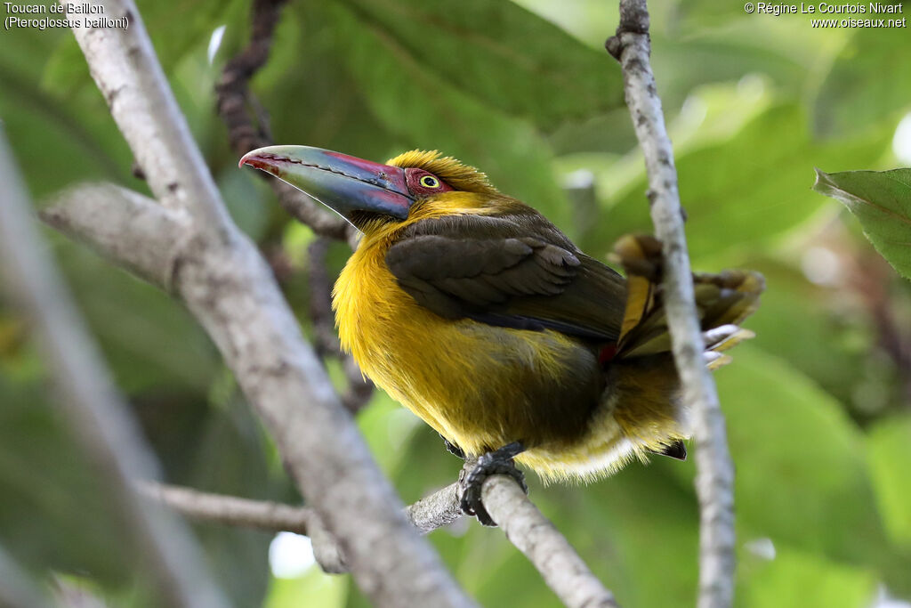 Toucan de Baillon