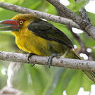 Toucan de Baillon