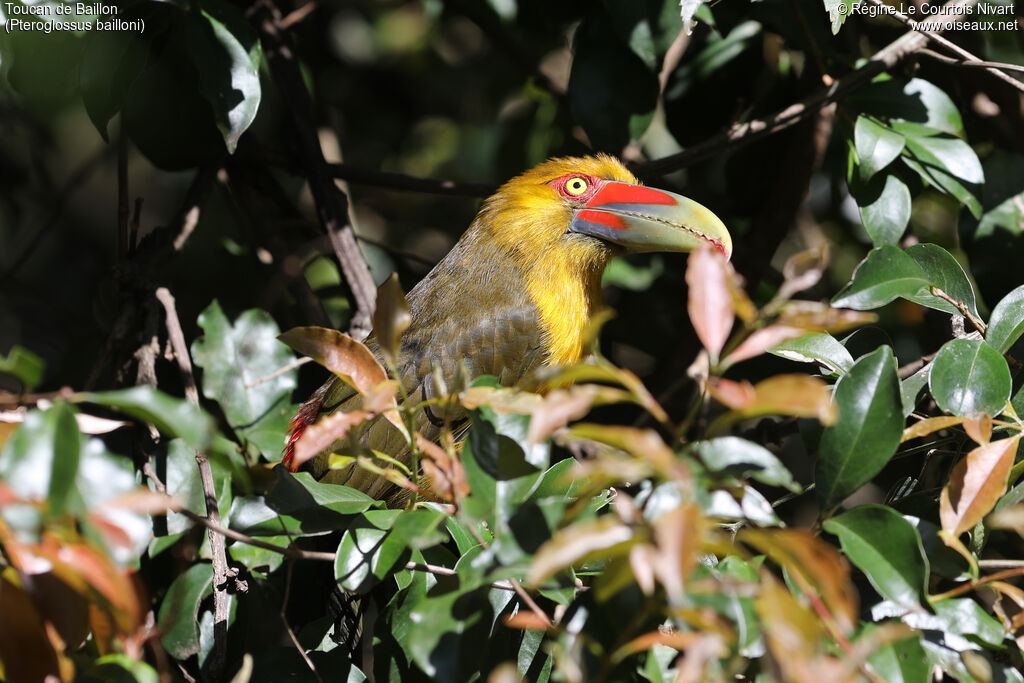 Toucan de Baillon