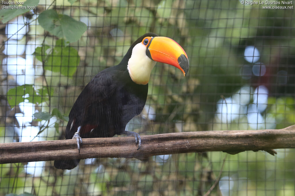 Toucan toco