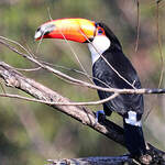 Toucan toco