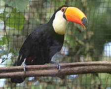 Toucan toco