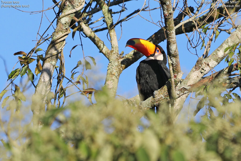 Toco Toucan