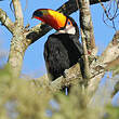 Toucan toco