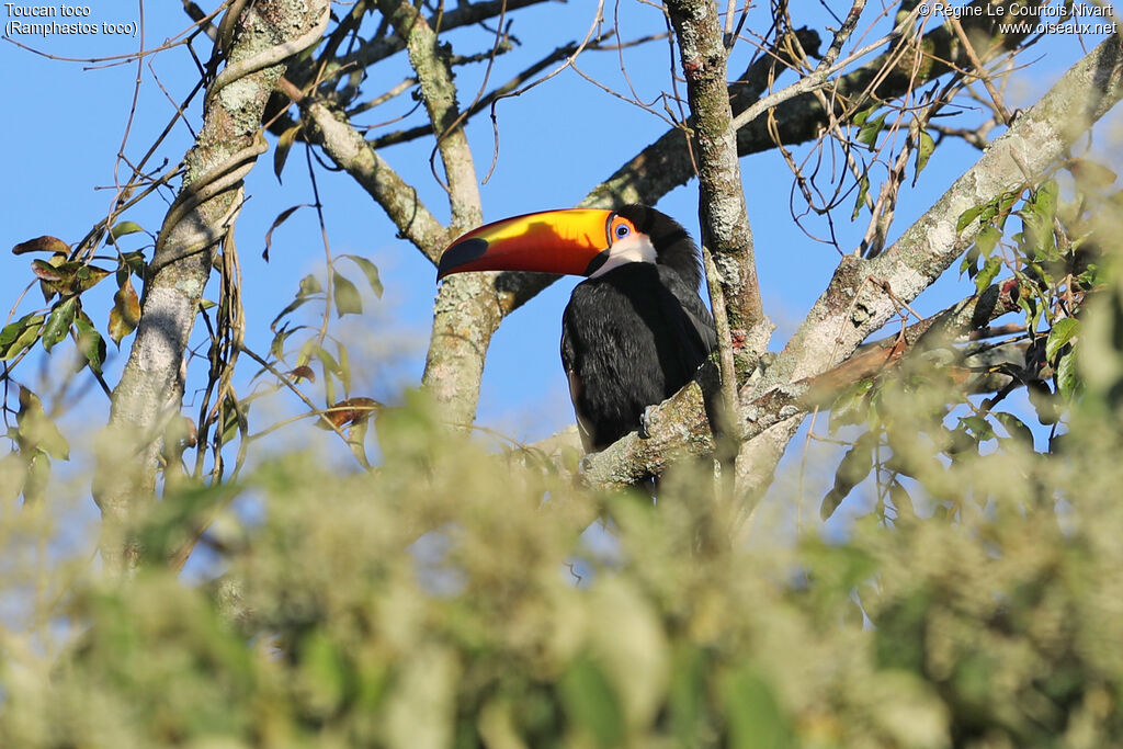 Toco Toucan
