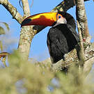 Toucan toco