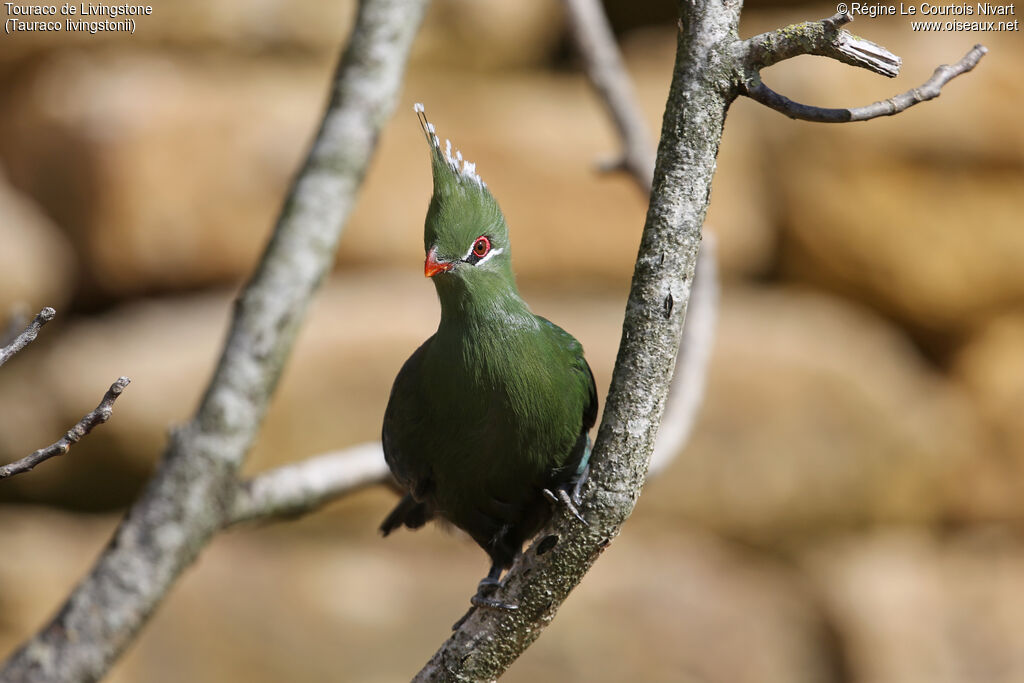 Touraco de Livingstone