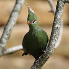 Touraco de Livingstone
