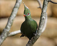 Touraco de Livingstone