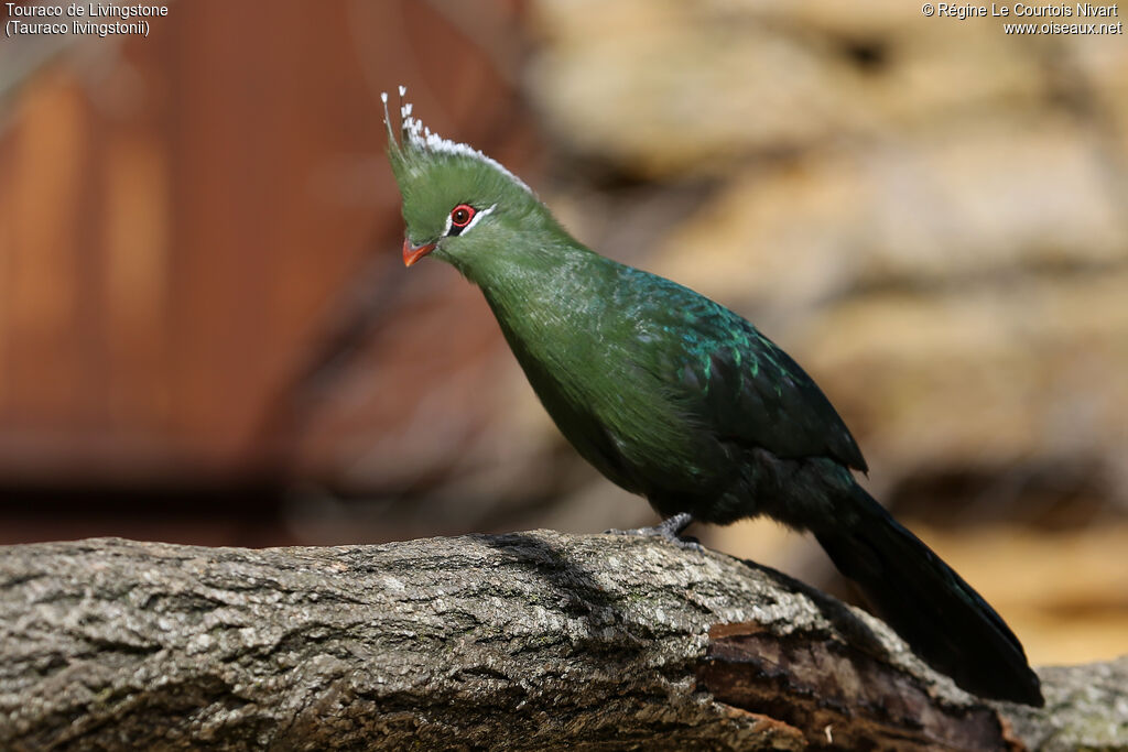 Livingstone's Turaco