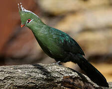 Livingstone's Turaco