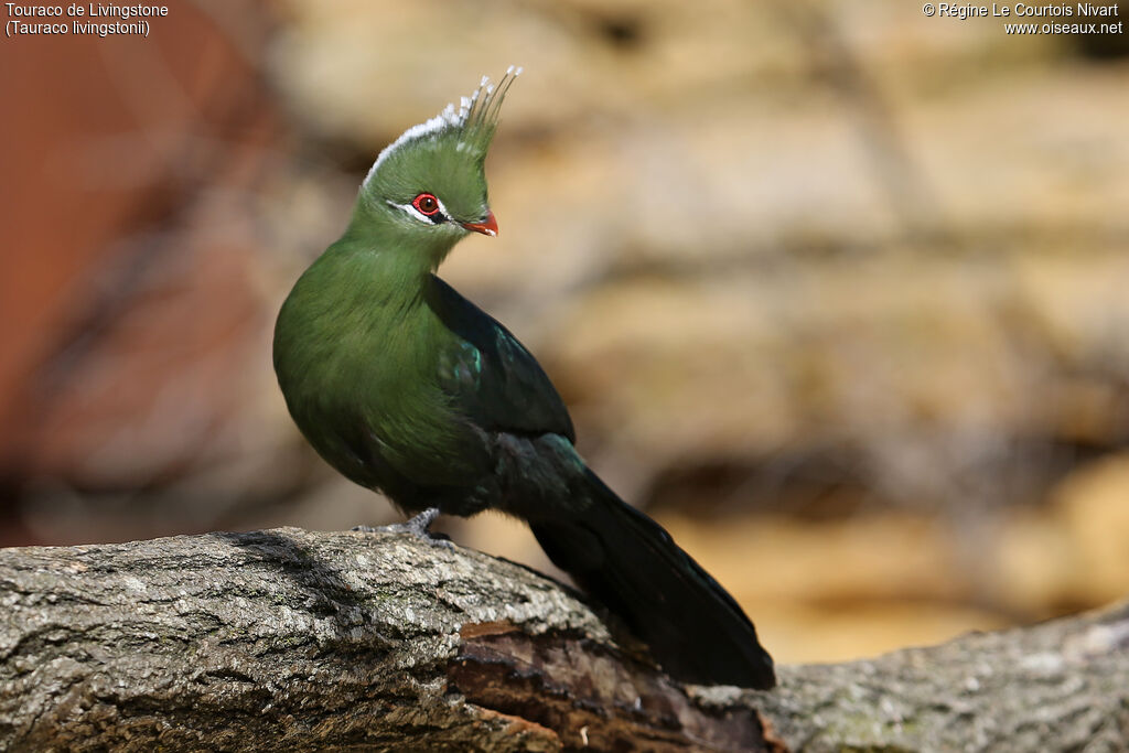 Touraco de Livingstone